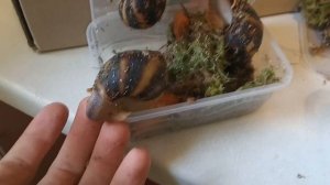 РАСПАКОВКА ПОСЫЛКИ С УЛИТКАМИ | АРХАХАТИНА МАРГИНАТА МАРГИНАТА | АРХАХАТИНА ЕГРЕГИЯ