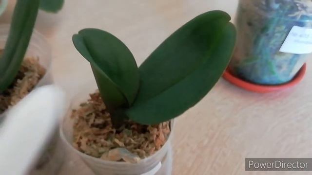 Обзор Орхидей 2020. Азиатские орхидеи из посылок спустя время./Orchid Orchids