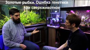 Золотые рыбки. Ошибка генетики или сверхживотное