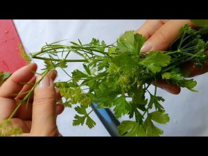 Как Приготовить Отвар Петрушки Вместо Тоника/ Покажу Мои Новые Покупки на Aroma-Zona ВЛОГ