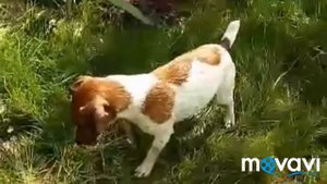 Джек Рассел Ричи играет с каплями падающей воды.