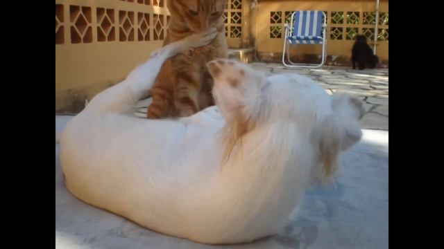 Cão e Gato brincando смотреть онлайн