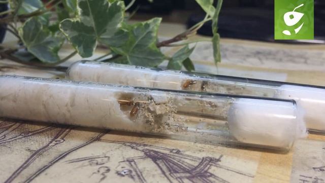 Возможно ли содержать термитов как домашних животных? Coptotermes formosanus - китайский термит.