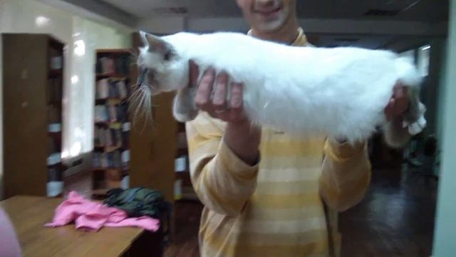 Питомник бирманских кошек Блю Айз смотреть онлайн