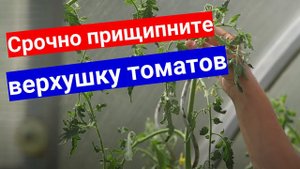 Прищипка верхушки у томатов в августе. Самая простая формировка томатов для новичков