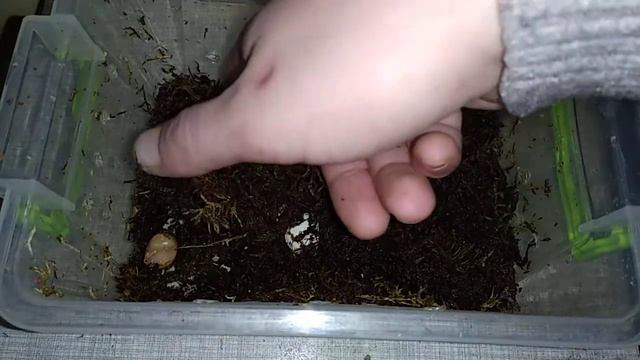 Архахатина имаргината овум. Первый день жизни. смотреть онлайн