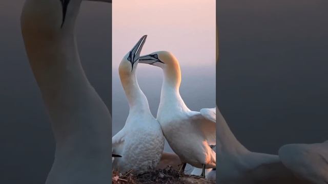 "Брачный танец" северных олушей.