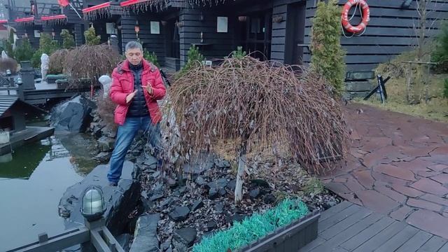 Можно ли строить пруд возле дерева? Как построить пруд возле дерева правильно?