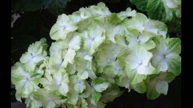 Bel Hortensia смотреть онлайн