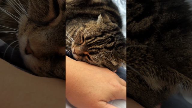 ЧЕССИ🐯МОЯ НАТАША