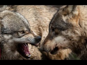 Увлеченные погоней волки едва не остановили работу станции ТО в Карелии