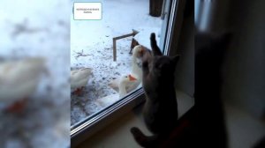 Самые опасные существа на планете Гуси! Забавные и смешные моменты с гусями