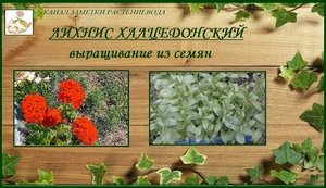 Лихнис халцедонский выращивание из семян, яркое и беспроблемное растение для сада