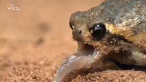 Южноафриканский узкорот Breviceps adspersus ведёт подземный образ жизни,