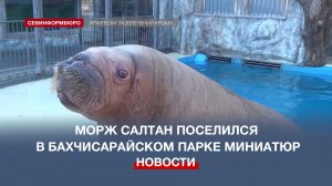 Самый крупный морж России поселился в Бахчисарайском парке миниатюр