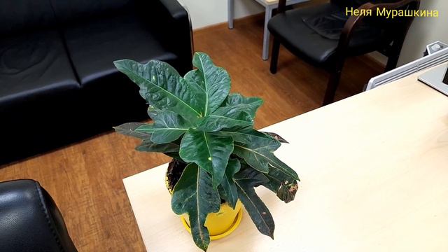 Кротон (кодиеум) при недостатке освещения. смотреть онлайн