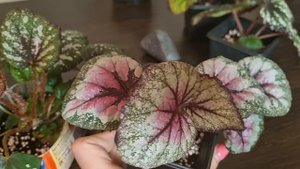 Бегонии Екатеринбург