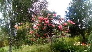 Штамбовые розы Ice Meillandecor и Schuss