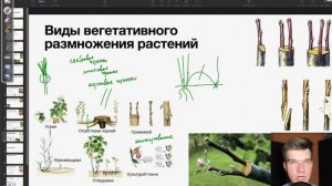 Вегетативное размножение растений | Метод ментора | Биология ЕГЭ