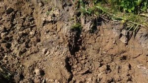 Постройка (восстановление) плотины на реке из подручных материалов на реке. Часть 2