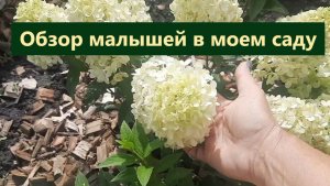 Гортензии /обзор новинок этого года. Как малыши растут и цветут.