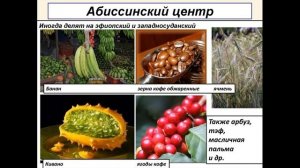 Центры происхождения культурных растений и домашних животных, биология - 8 класс