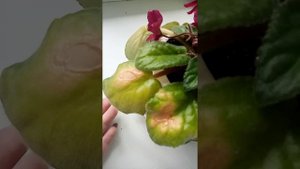 Листья фиалки получили ожог
