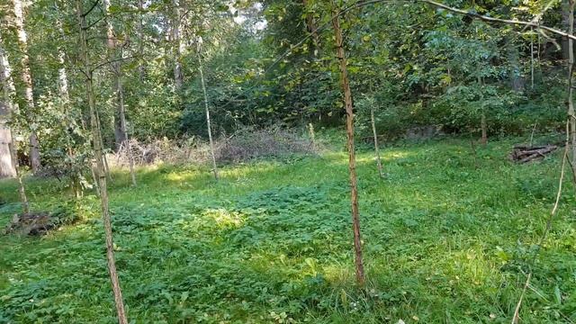 Я ВЕДРУС! смотреть онлайн