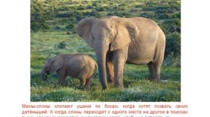 Как звери ухаживают за детенышами