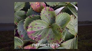 Какой сорт выбирать, стоит ли выращивать НСД сорта