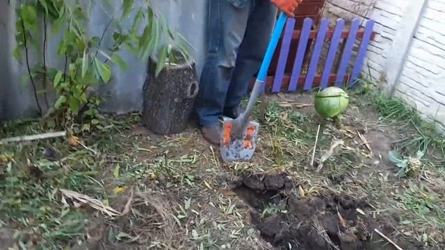 Характеристики и посадка голубики сортов Блюкроп и Река.