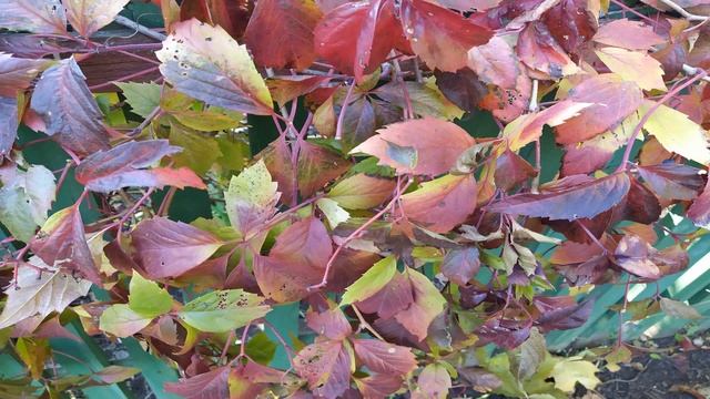 8 ноября-ДМИТРИЕВ ДЕНЬ/Можно увидеть ТЕНИ умерших/ПРИМЕТЫ смотреть онлайн