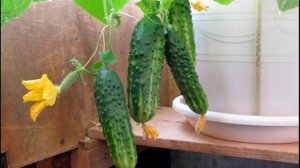Как вырастить огурцы зимой в квартире