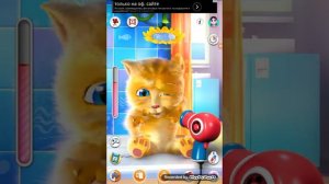 Желтый  котик