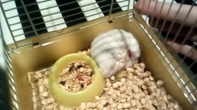 Как спит мой хомяк Гошка смотреть онлайн