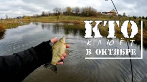 Кто и где клюет в октябре? Мормышинг, наноджиг