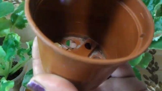 Фиалки.Переводим деток на фитильный полив.