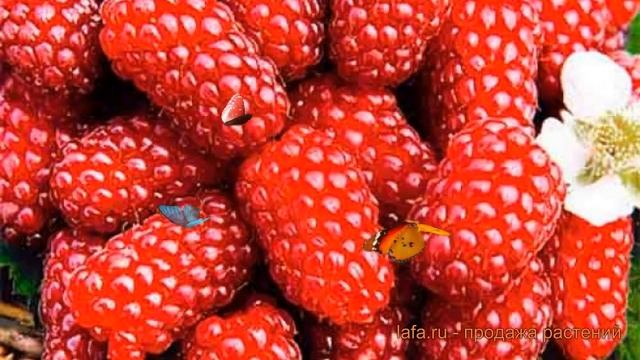 Малина ремонтантная Самохвал (rubus idaeus) ? Самохвал обзор: как сажать, саженцы малины Самохвал смотреть онлайн