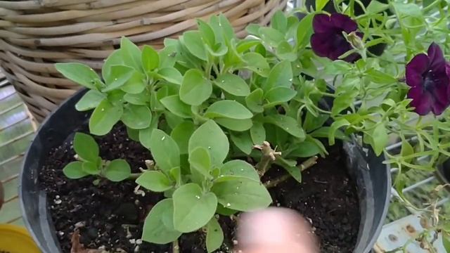 ЗАНЕСЛА ГОРШКИ В ТЕПЛИЦУ .КАКИЕ ЦВЕТЫ БУДУ ЧЕРЕНКОВАТЬ ?! ОБЗОР САДА . смотреть онлайн