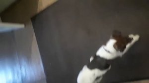 Фокстерьер лает/Фокстерьер играет