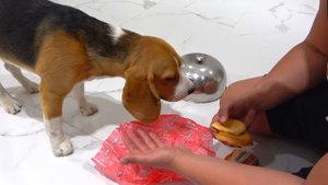 BURGER KING vs KFC. Щенок НЕ ЗНАЕТ, что ВЫБРАТЬ.