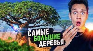 Невероятно большие деревья в мире