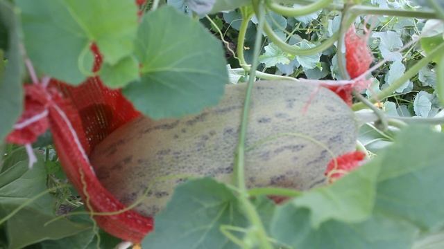 Арбузы и дыни в теплице. Финал. (2020)