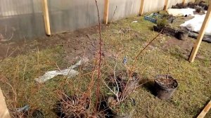 теплица  из деревянного бруса полу аркой ч.2