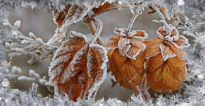 С ДОБРЫМ ЗИМНИМ ДНЕМ! Доброго Дня Отличного Настроения