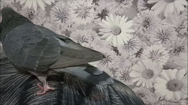 20.09.23. Решила показать голубей смотреть онлайн