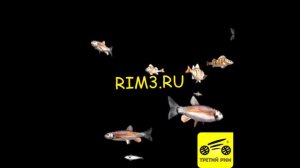 Видео для голограммы. Рыбы