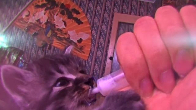 Котёнок который остался без мамы.... (УльтраУмиление) смотреть онлайн