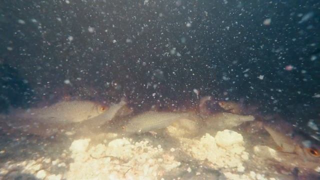 Только пшено и жареные семечки смотреть онлайн