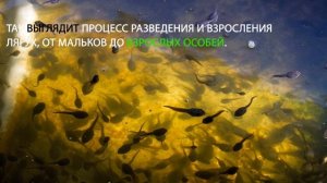 Как выращивают лягушек для еды